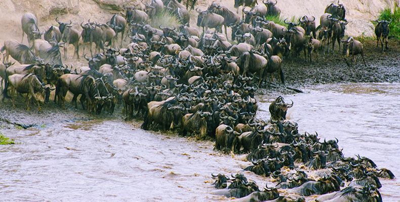 10 Days Serengeti Wildebeest Migration Safari