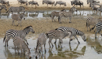 4 Days Lake Manyara, Serengeti and Ngorongoro Crater