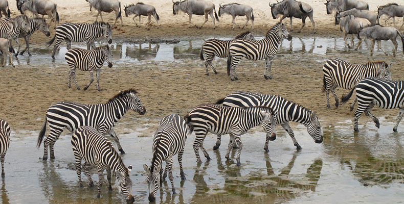 4 Days Lake Manyara, Serengeti and Ngorongoro Crater