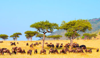 4 Days Luxury Lodge Safari Serengeti Ngorongoro