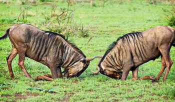 7 days Tanzanian Migration Safari - Western Corridor