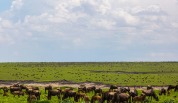 8 Days Wildebeest Migration Safari